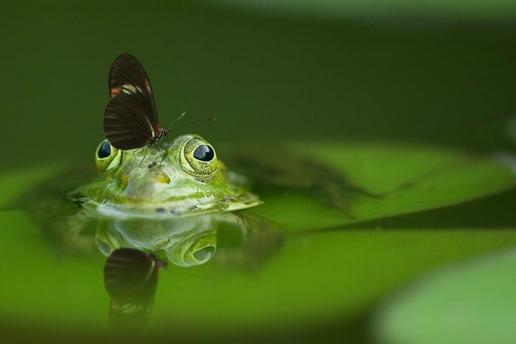 Grenouille et libellule