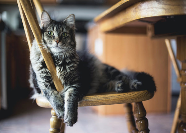 Chat relax sur chaise