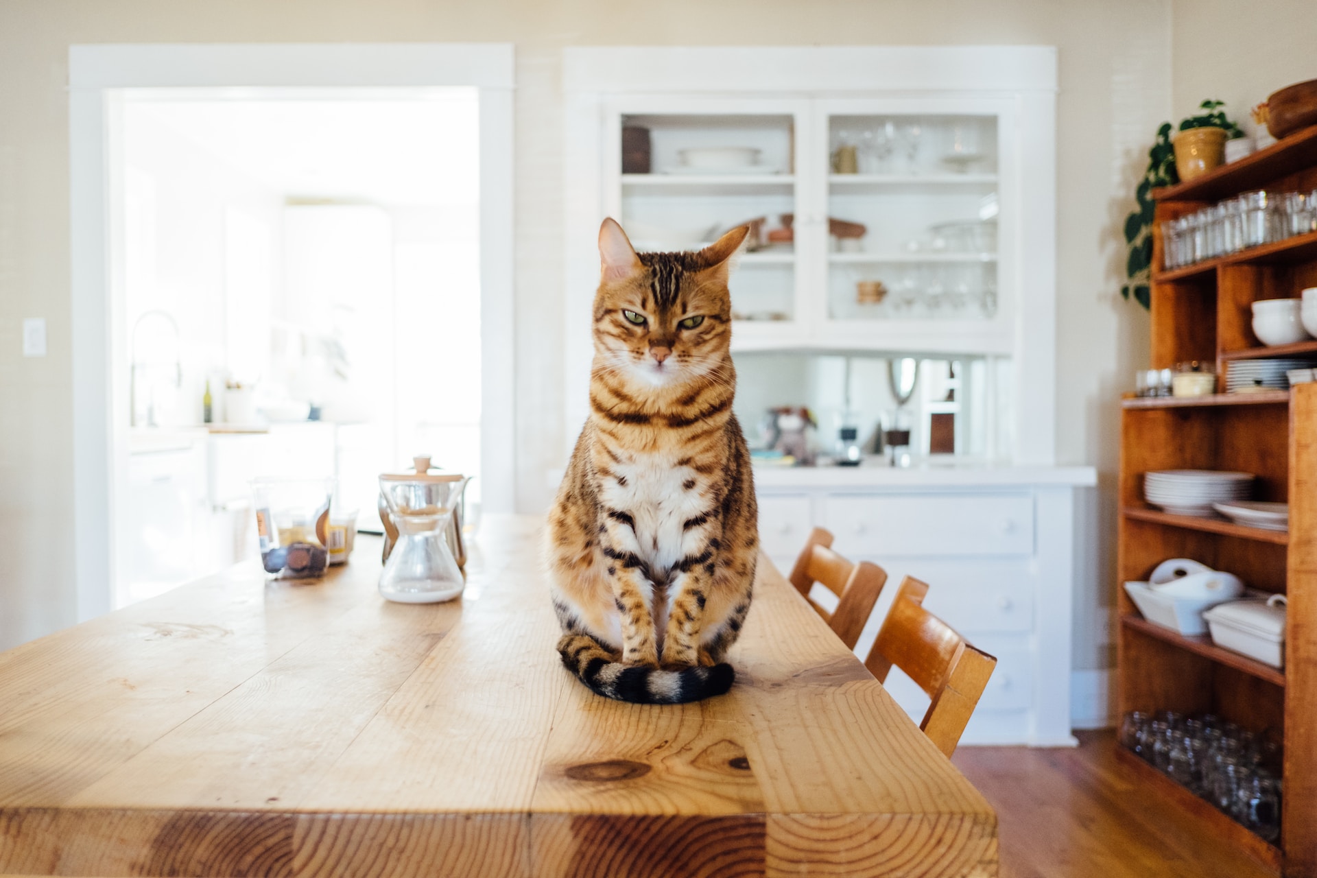 Chat sur table à manger